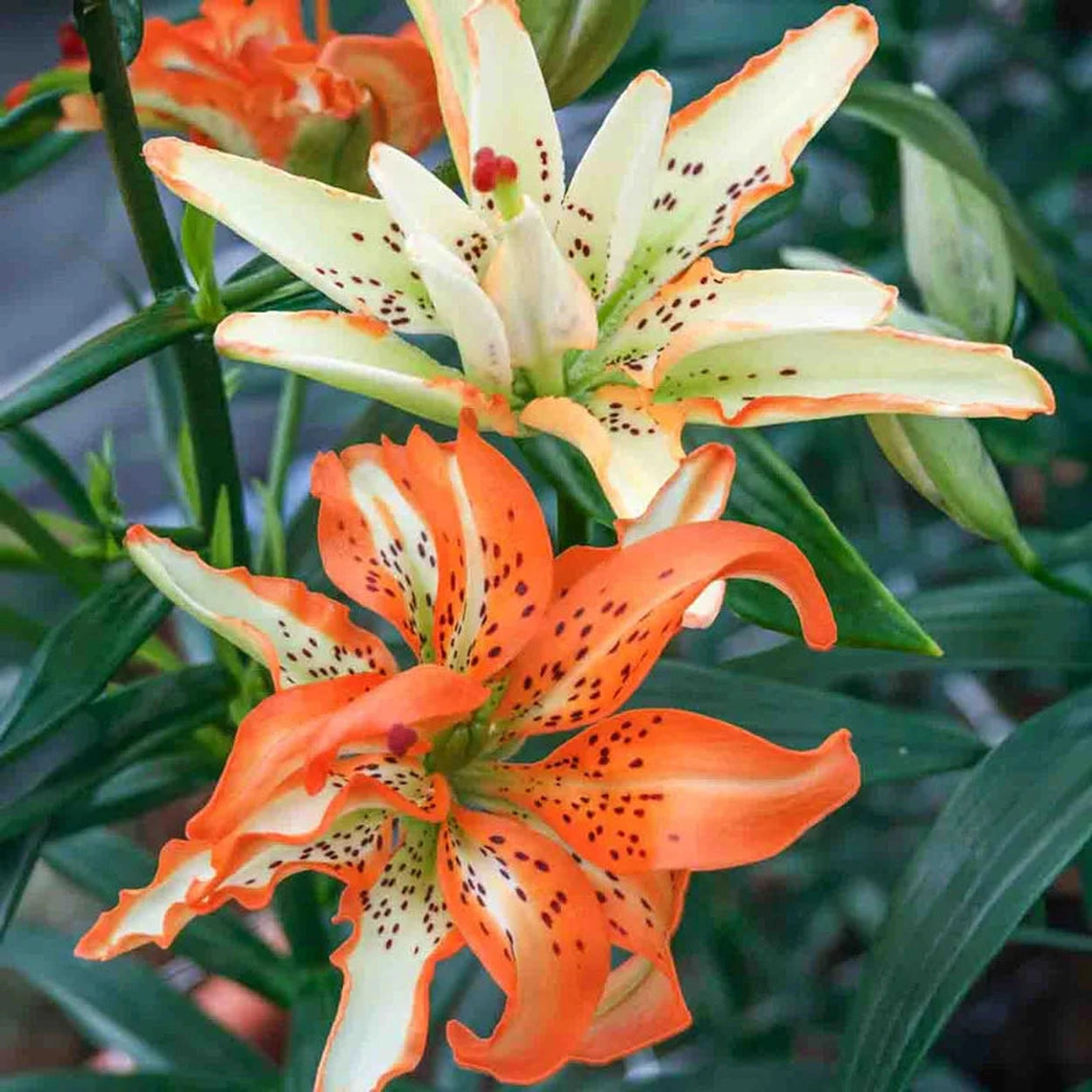 brecks asiatic lilies Must See Lily