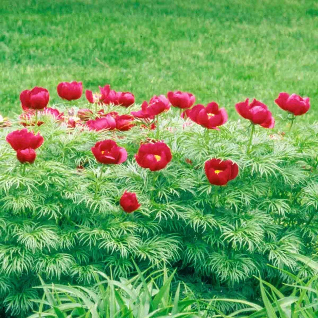 peony indoor plant Fernleaf Peony
