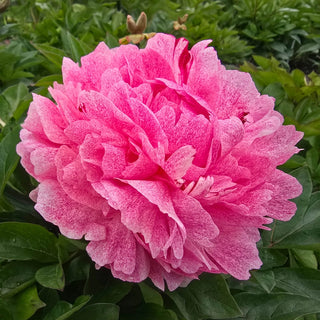The Fawn Peony