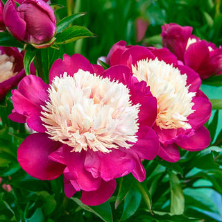 White Cap Peony