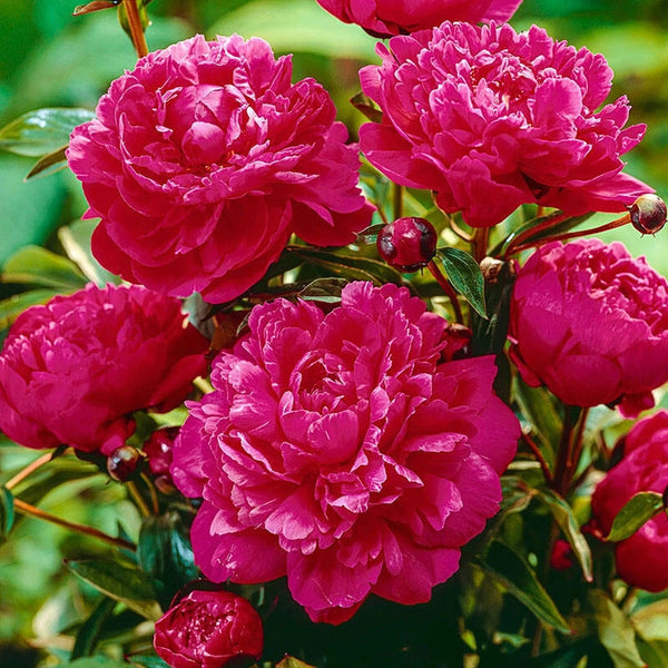 potted peony plants for sale near me Kansas Peony - 1 Per Package | Red | Paeonia lactiflora 'Kansas' | Zone 3-8 | Fall Planting