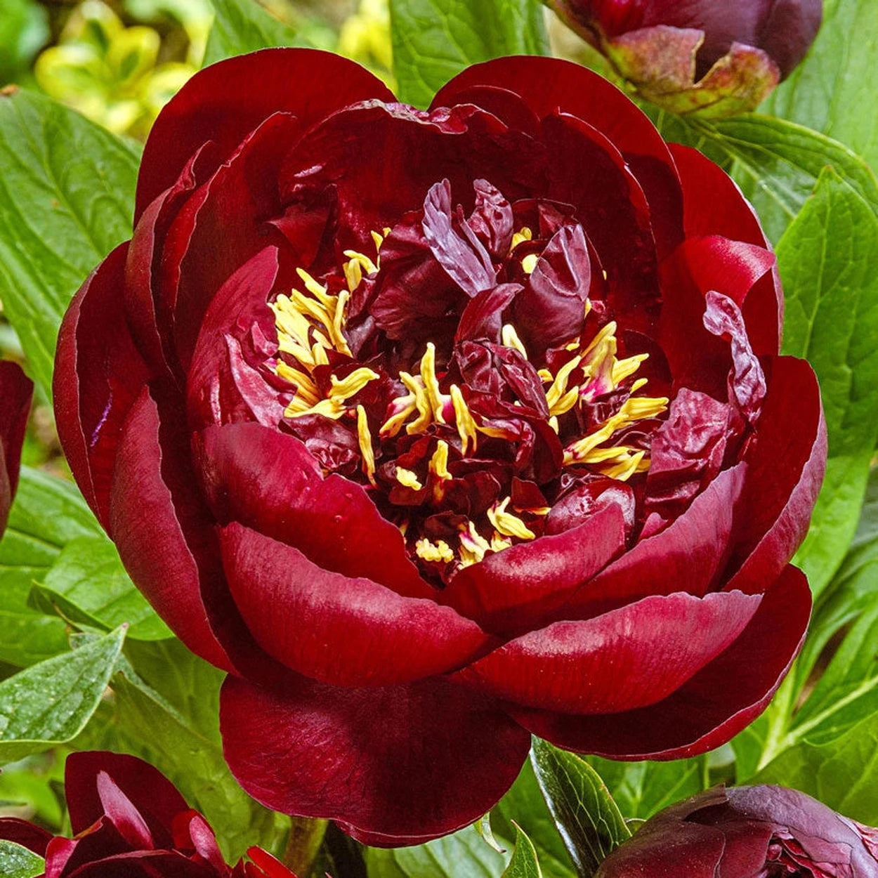 peony potted plants for sale Buckeye Belle Peony - 1 Per Package | Red | Paeonia lactiflora 'Buckeye Belle' | Zone 3-8 | Fall Planting