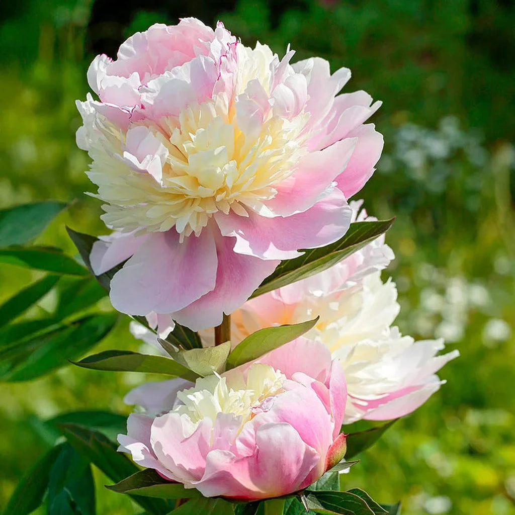 Raspberry Sundae Peony | Breck's – Brecks