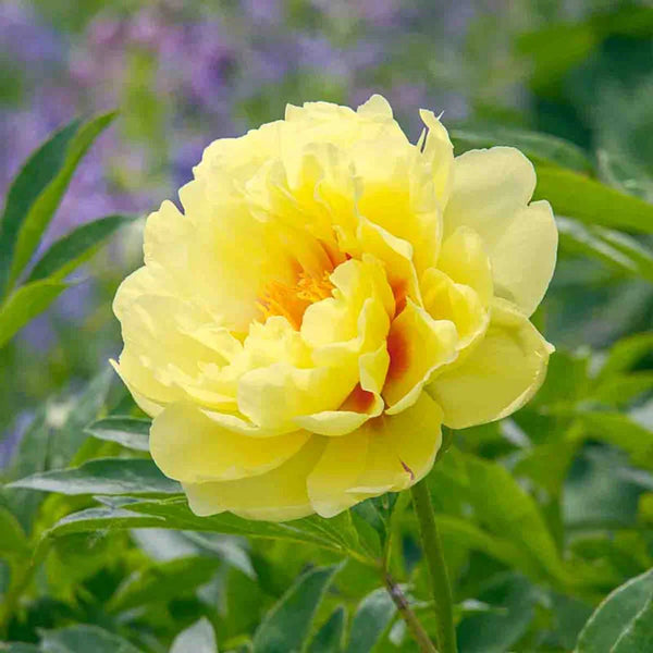 Peony Sale | Bartzella Itoh Peony | Breck's