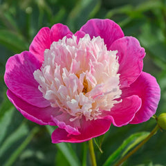Gay Paree Peony | Shop Peonies | Breck's