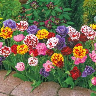 Peony-Flowering Tulip Mixture