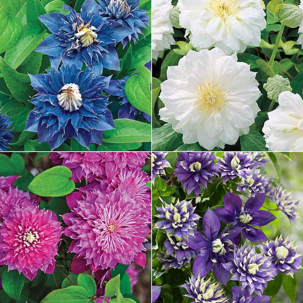 Clematis Raspberry Double Buy Double Clematis Collection | Sun Perennials | Breck's