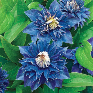 Clematis Raspberry Double Buy Double Clematis Collection | Sun Perennials | Breck's