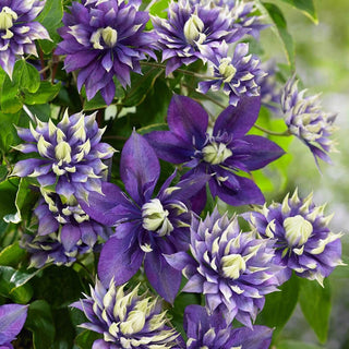 Clematis Raspberry Double Buy Double Clematis Collection | Sun Perennials | Breck's