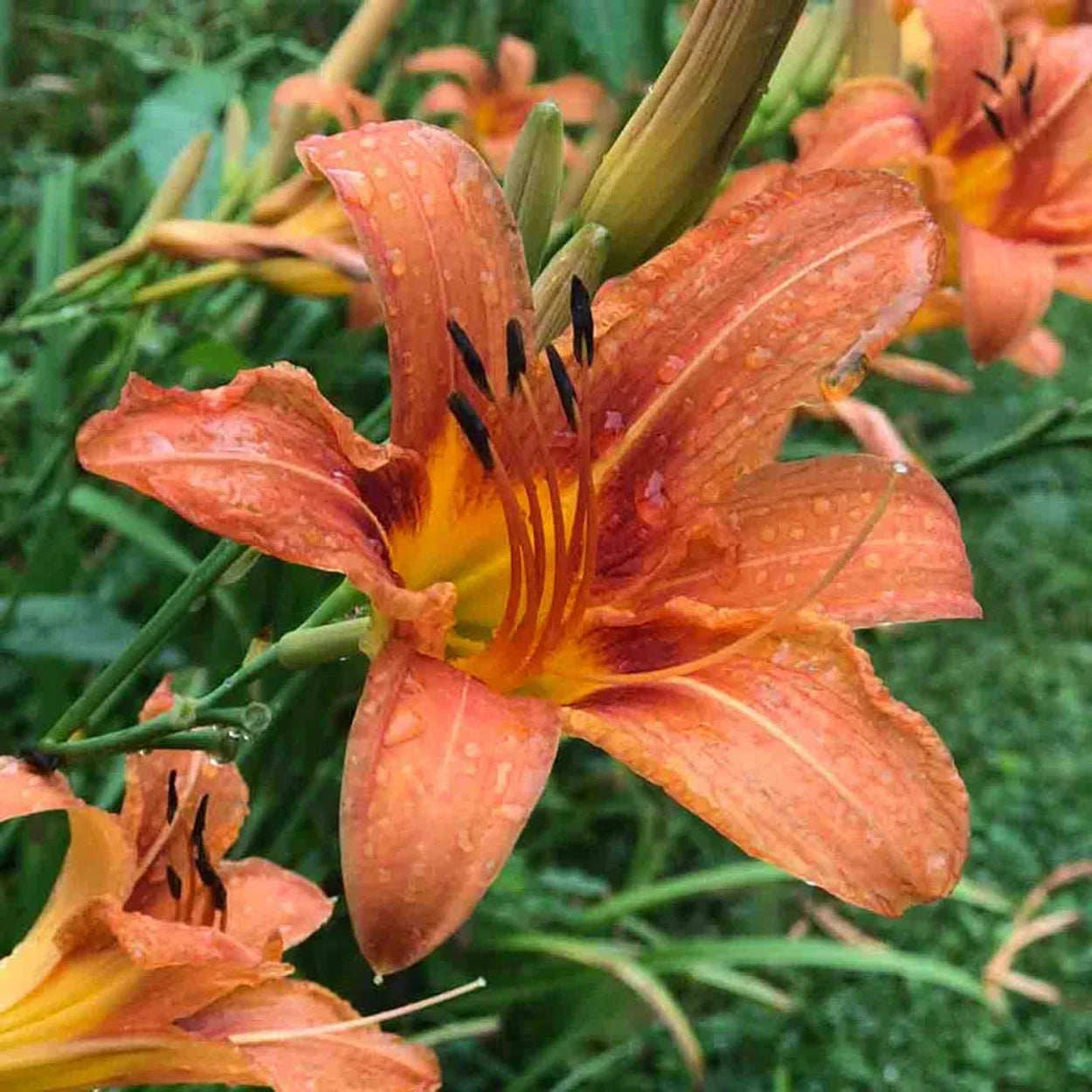 orange day lily flower The Tawny Daylily