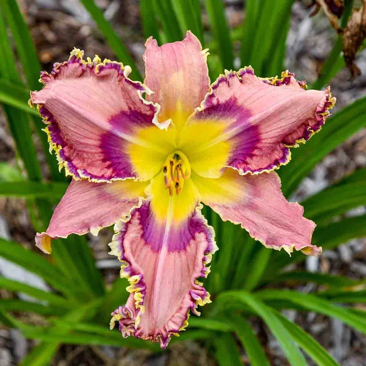 day lily flower Lily Among Thorns Reblooming Daylily