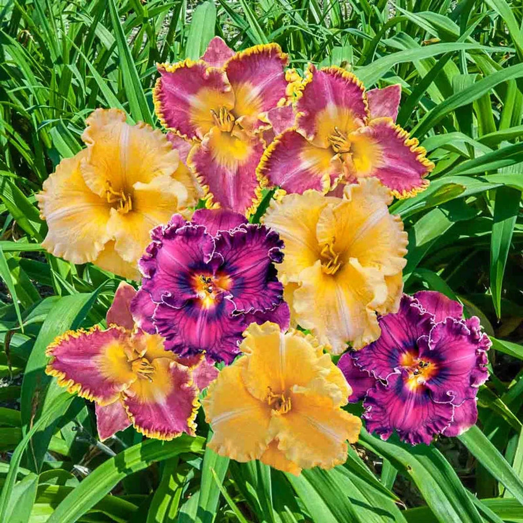 Ruffled Reblooming Daylily Mixture – Breck's