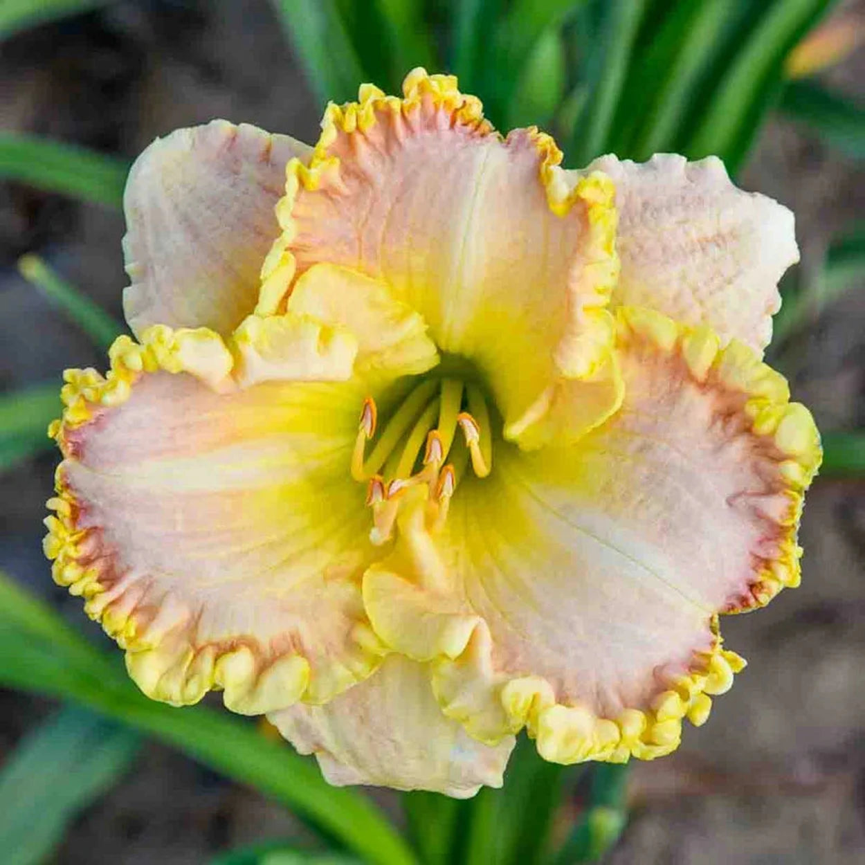 Ultimate Kaleidoscope of Colour Daylily Collection | Breck's Ultimate Kaleidoscope of Colour Daylily Collection | Breck's