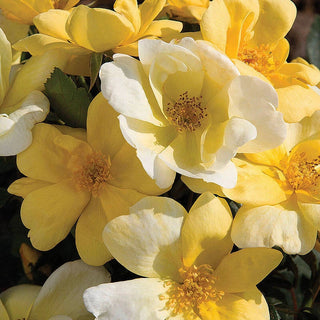 Rose Sunny Knock Out