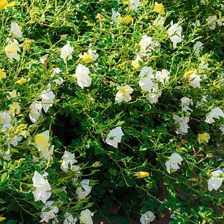 Rose Sunny Knock Out