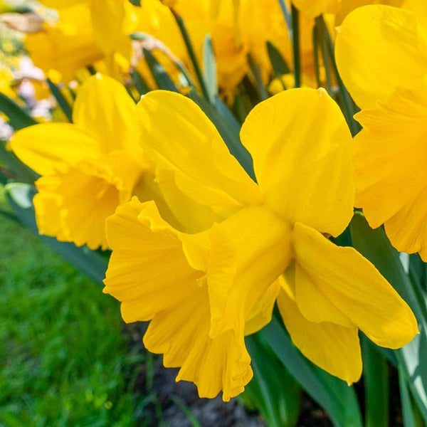 Golden Harvest Daffodil | Breck's