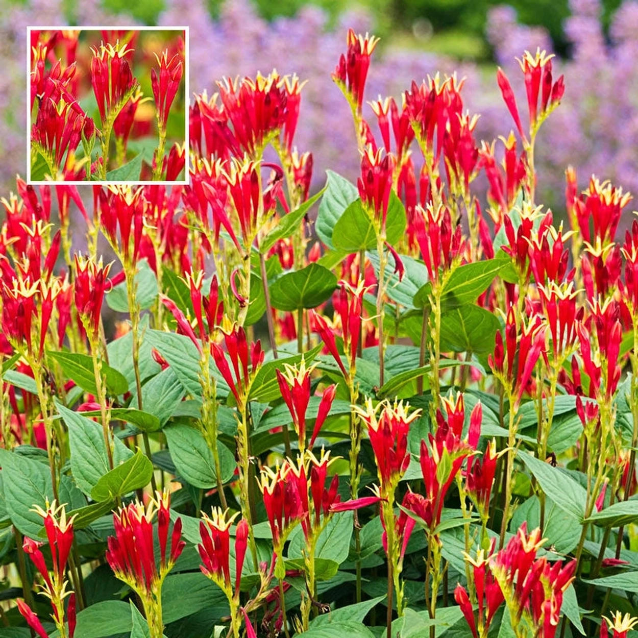 red flower that looks like a lily Buy Little Redhead Indian Pink | Sun Perennials