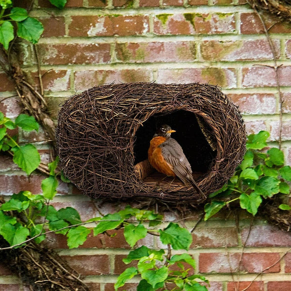 Birding | Robin Nester | Breck's