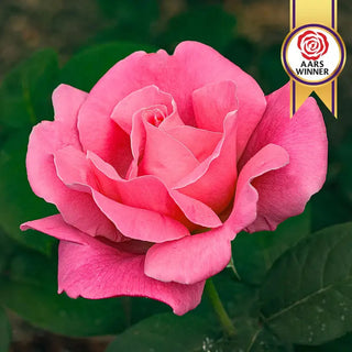 Rose Bushes For Sale - Shop Rose Plants | Breck's – Brecks
