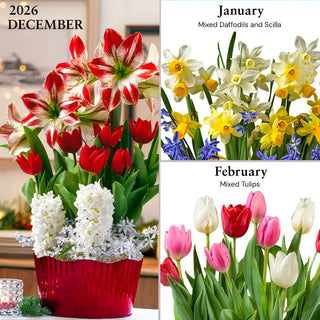 Bulb Garden of the Month Club