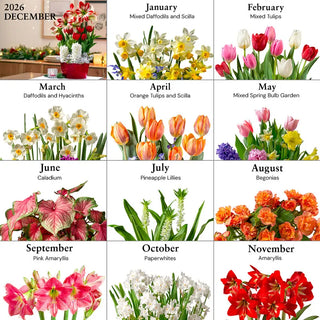 Bulb Garden of the Month Club