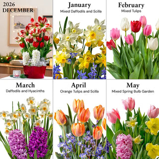 Bulb Garden of the Month Club
