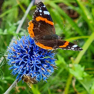Blue Glow Globe Thistle