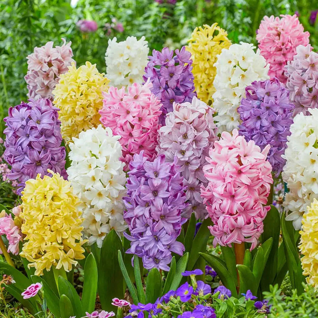 Beeks Bulbs Buy Giant Pastel Hyacinth Mixture | Hyacinth Bulbs | Breck's