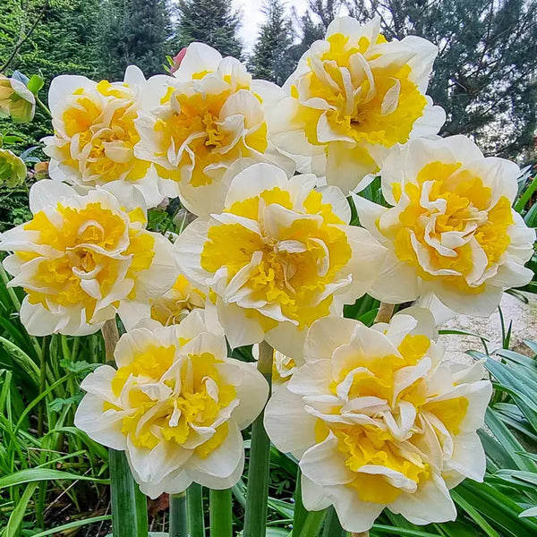Shop for Lennart Daffodil | Breck's