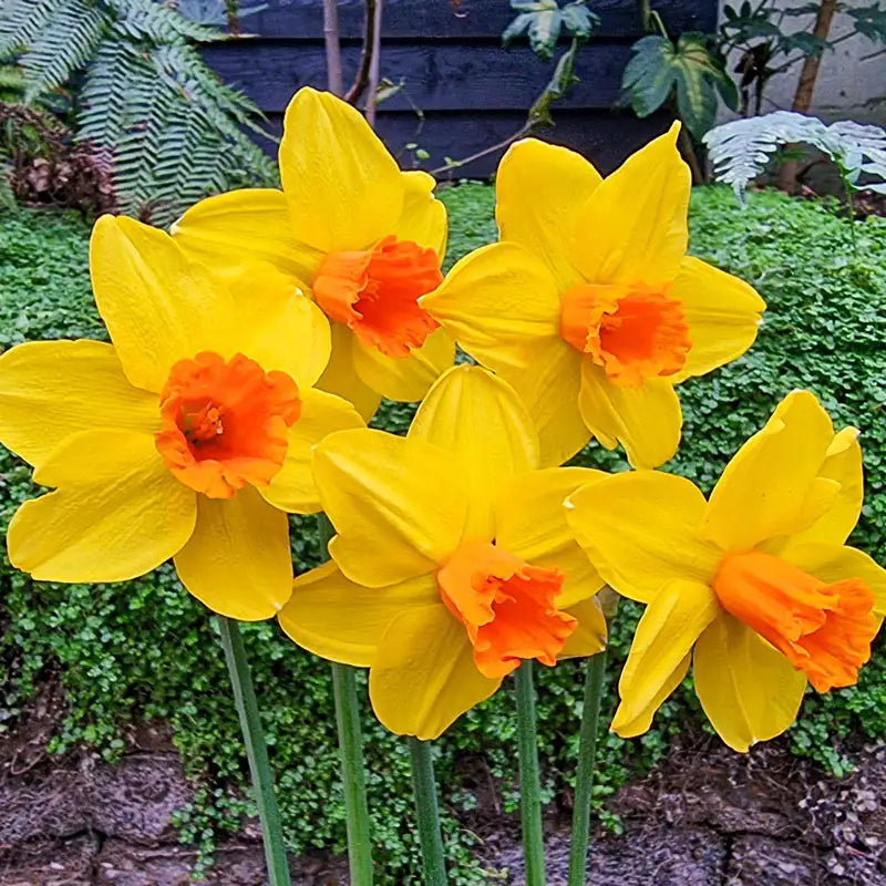 Classic Garden Daffodil Breck's