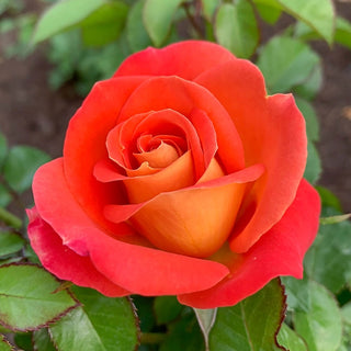 Burst of Joy™  Floribunda Rose