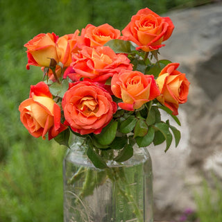 Burst of Joy™  Floribunda Rose