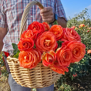 Burst of Joy™  Floribunda Rose