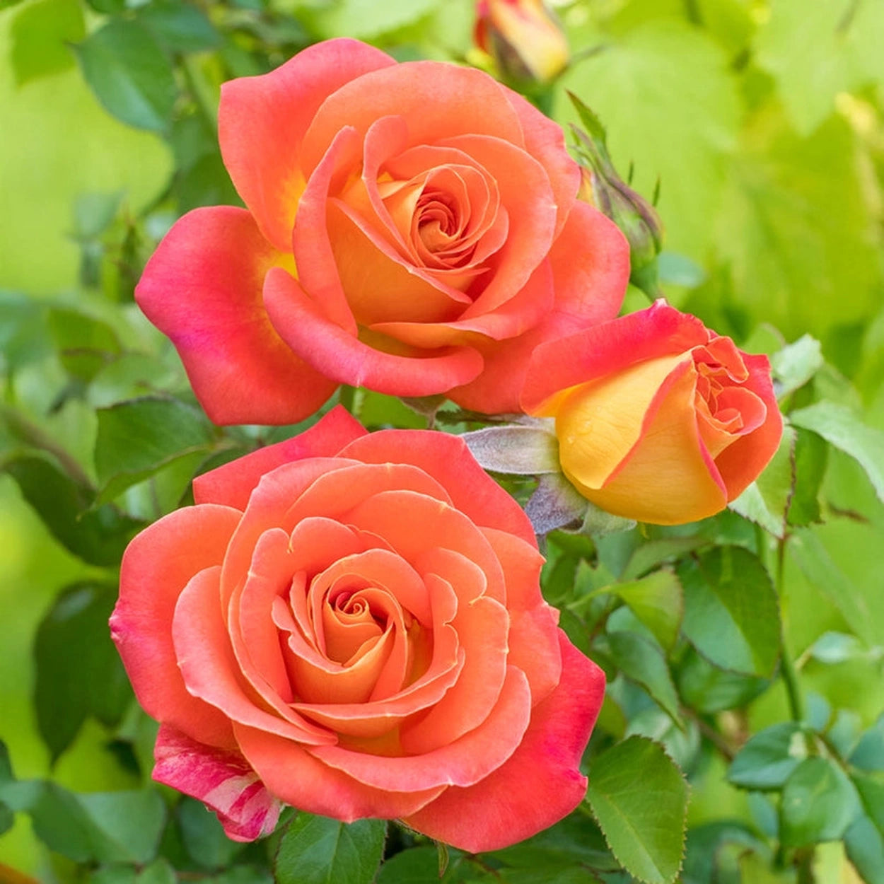 Burst of Joy™ Floribunda Rose