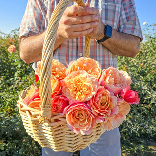 State of Grace™ Grandiflora Rose