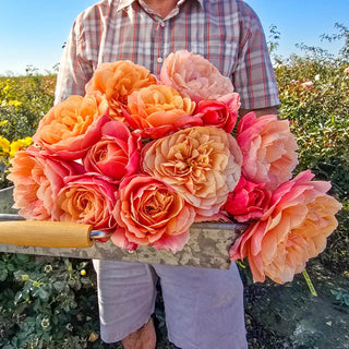 State of Grace™ Grandiflora Rose