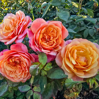 State of Grace™ Grandiflora Rose