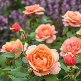State of Grace™ Grandiflora Rose
