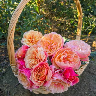 State of Grace™ Grandiflora Rose