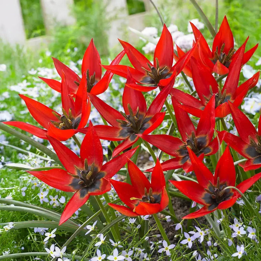 Shop for Lizzy Tulip Bulbs | Breck's