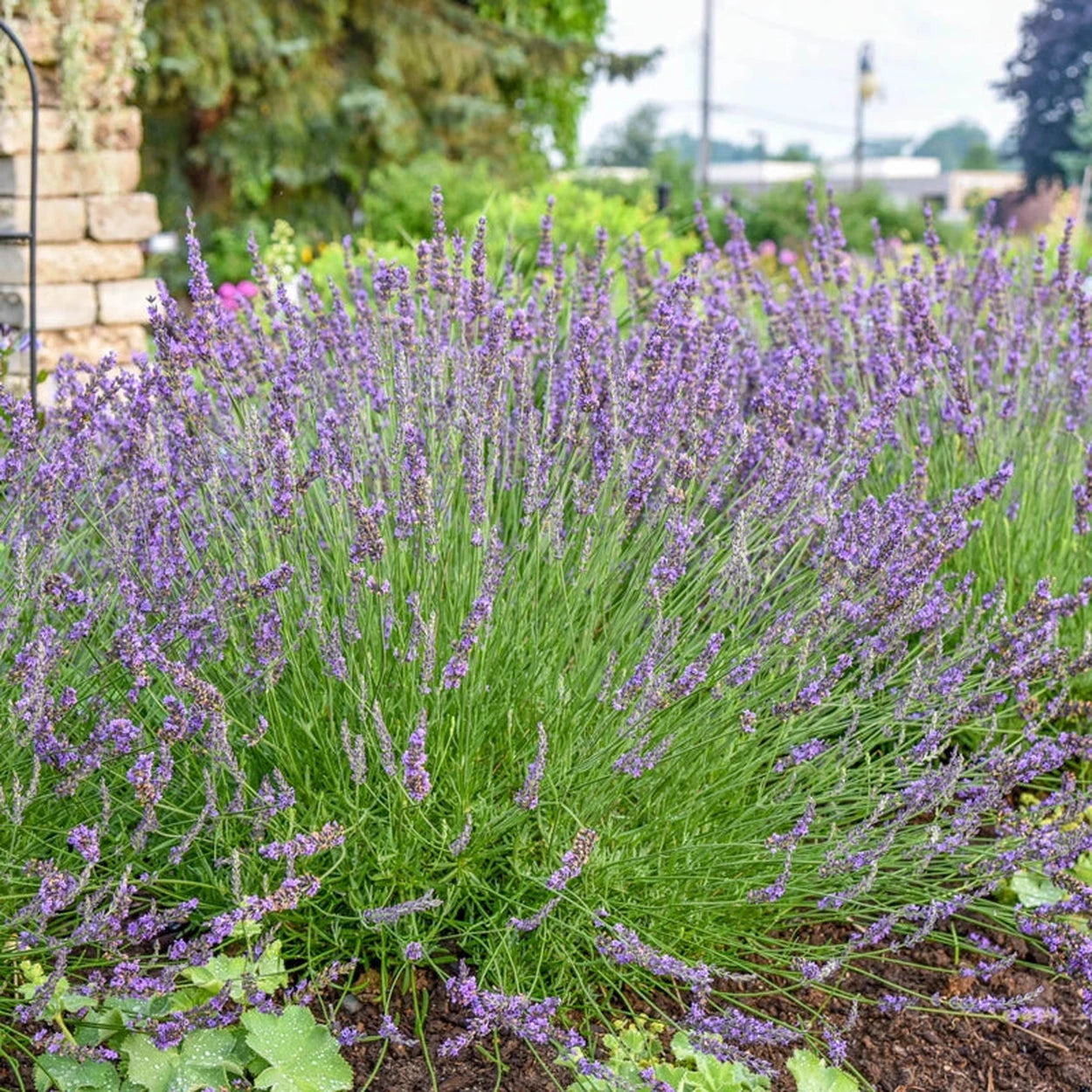 lavender plants full sun 9b Phenomenal® Lavender