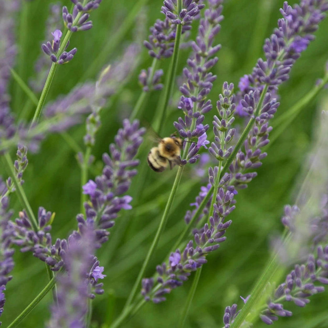 buy phenomenal lavender plants Phenomenal® Lavender