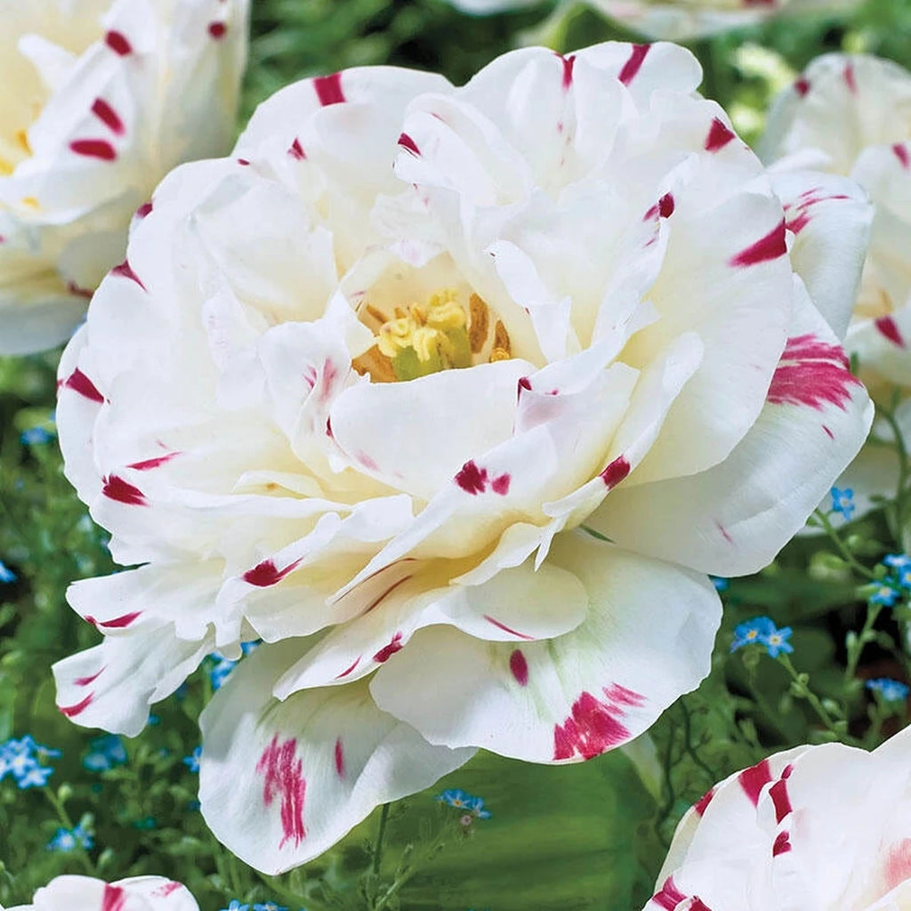 Buy Danceline Tulip Online | Spring Bulbs for Sale | Breck's