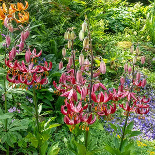 Claude Shride Turk's Cap Lily