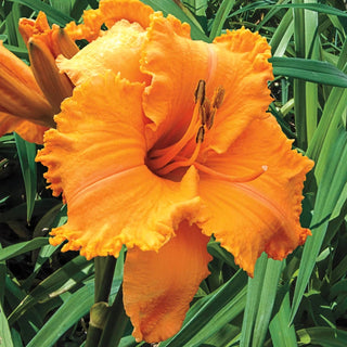 Colonel Mustard Reblooming Daylily