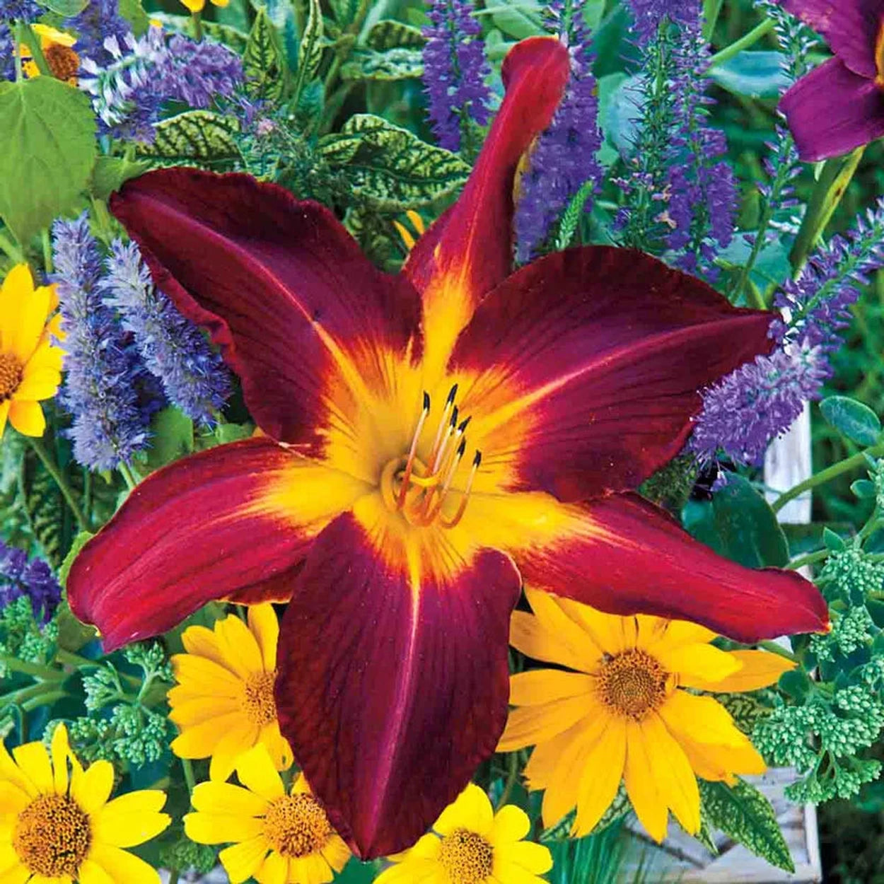 ruby spider plant Ruby Spider Daylily