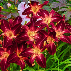 Shop Ruby Spider Daylily Online | Sun Perennials | Breck's