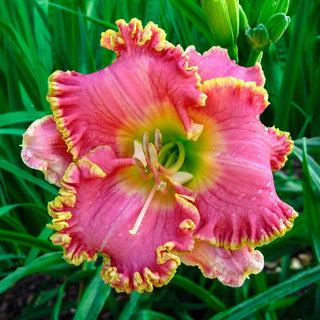Divas Choice Daylily