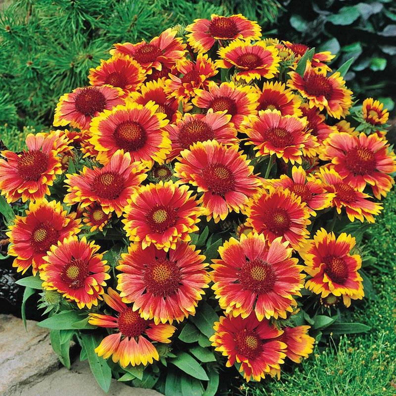 Buy Goblin Gaillardia Sun Perennials Breck s Brecks