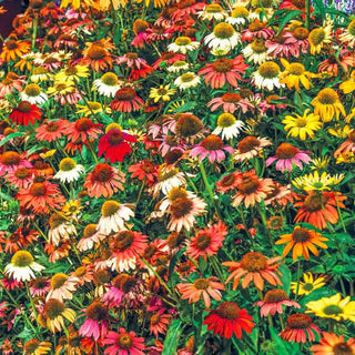 Cheyenne Spirit Coneflower Mixture
